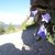 Dzwonek Karpacki kwitnący w pobliżu skały zwanej Piecem na Upłaziańskiej Kopce