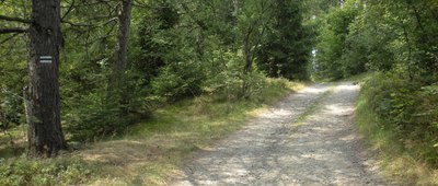 Przełęcz Bukowska, odejście szlaku żółtego ↔ Przełęcz Beskid Targanicki