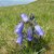 tatrzanska flora na trasie - dzwonek alpejski