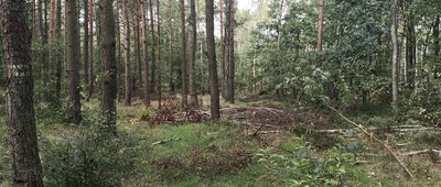 Lasowice, ul. Częstochowska ↔ Lasowice, las [Struktura dróg się trochę zmieniła, można wyjść w las :)]