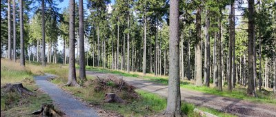 Przełęcz Puchaczówka, rozejście szlaków ↔ Rozdroże pod Lesieńcem [szlak turystyczny i szlak rowerowy Single Track]