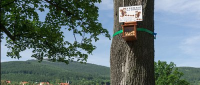 Świeradów Zdrój, Miejskie Biuro Informacji Turystycznej [Karmnik dla wiewiórek przy Stacji Kultury.]