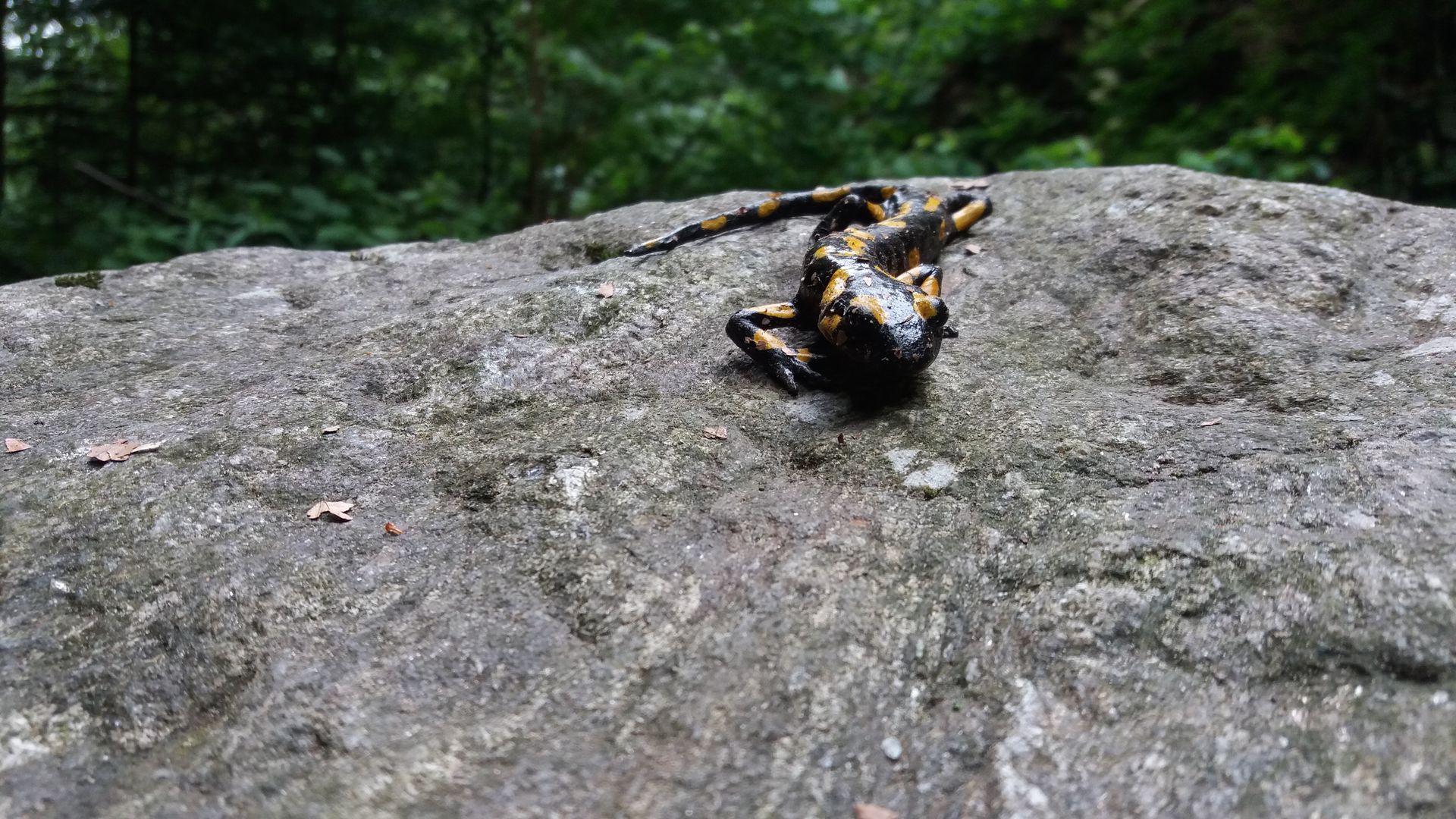 Salamandra na szlaku