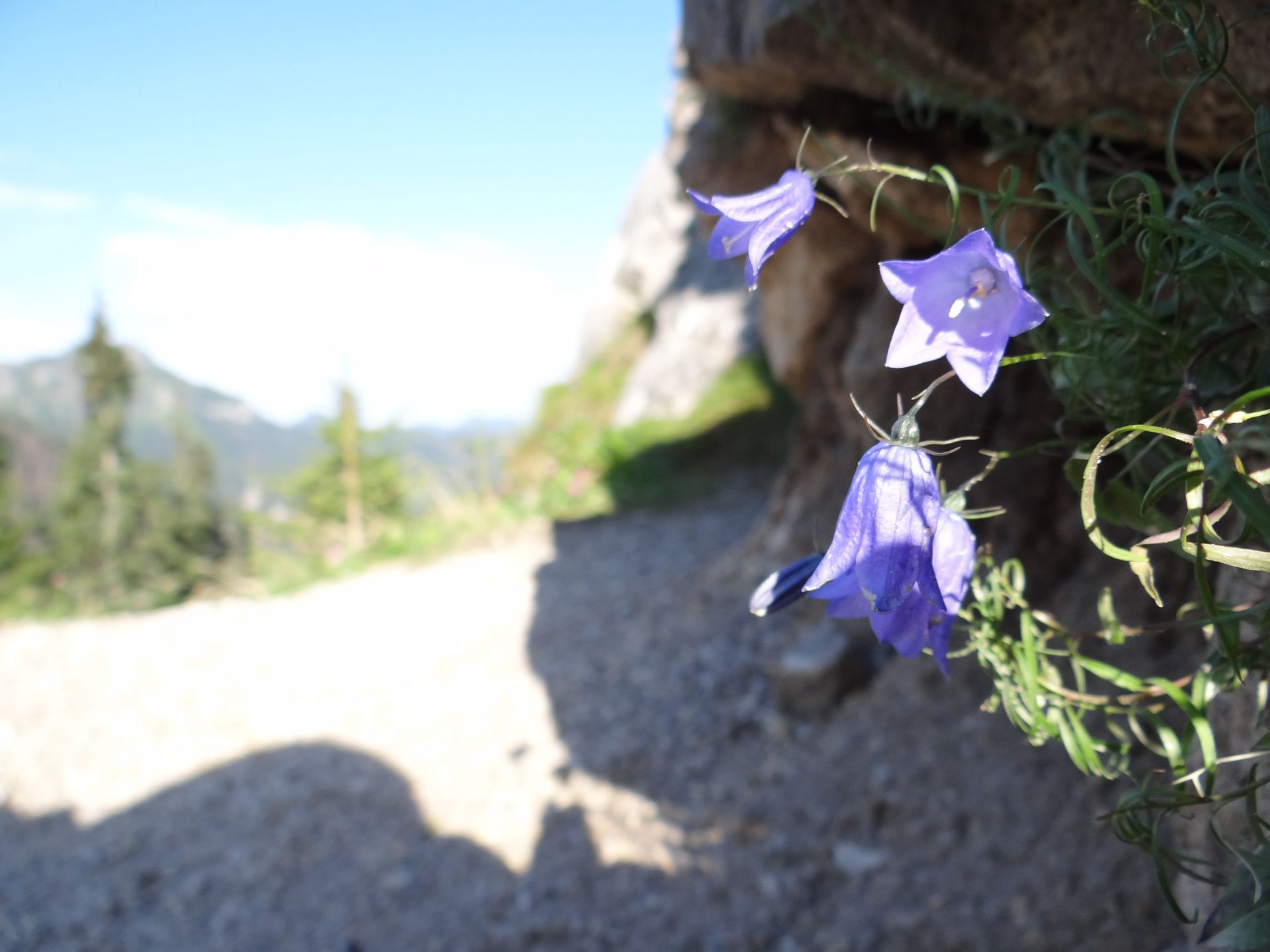 Dzwonek Karpacki kwitnący w pobliżu skały zwanej Piecem na Upłaziańskiej Kopce