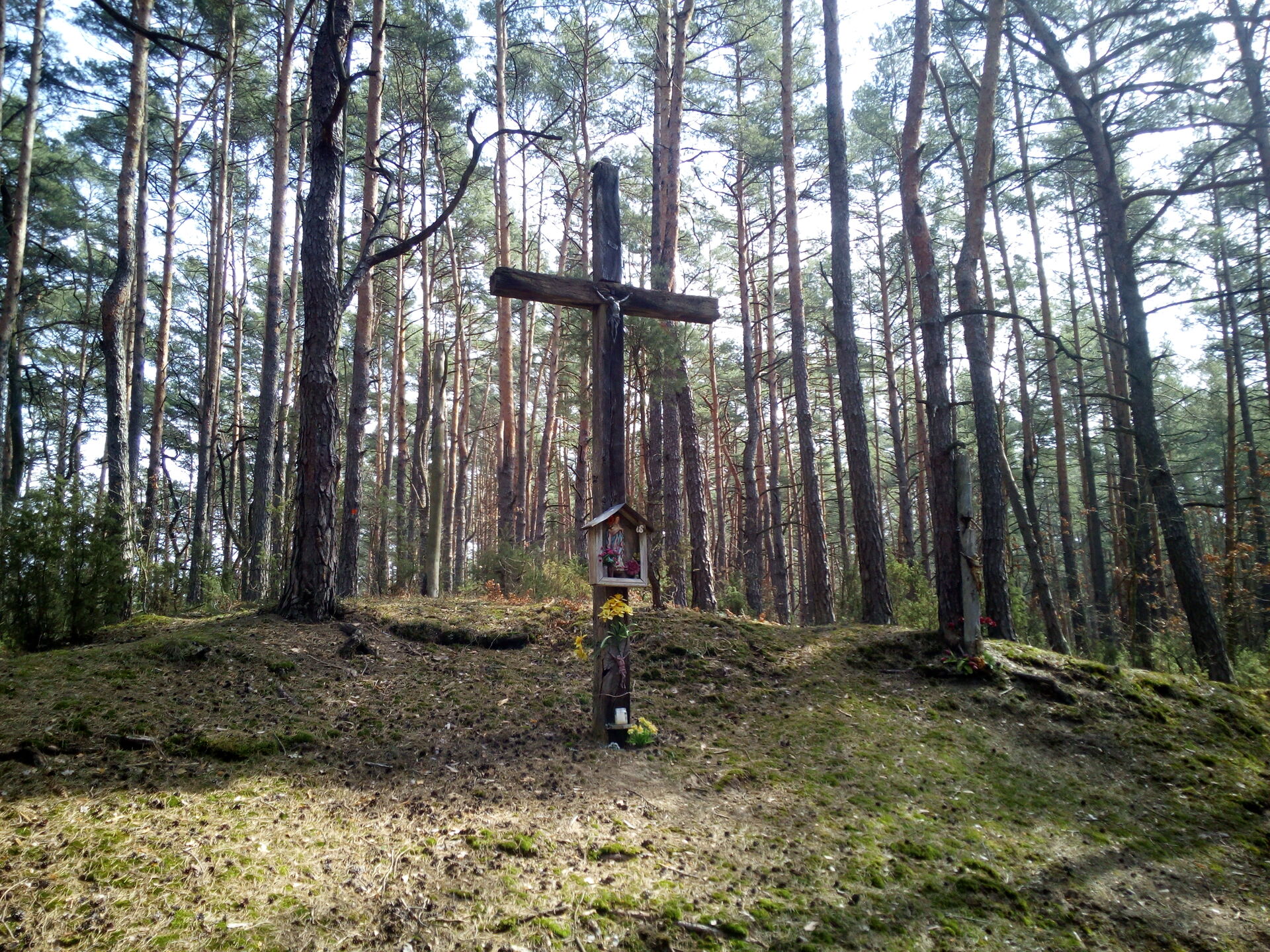 Krzyż w środku Puszczy Kampinoskiej.